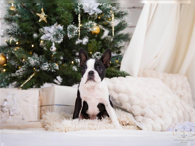 Boston Terrier Welpen zu verkaufen Holly