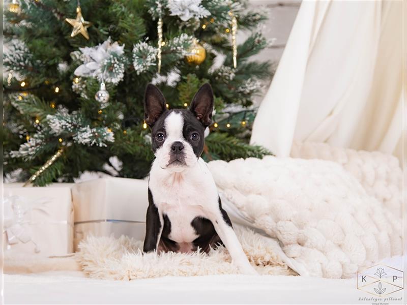 Boston Terrier Welpen zu verkaufen Holly