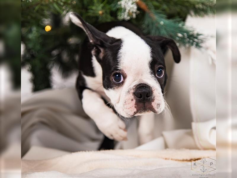 Boston Terrier Welpen zu verkaufen Hailey