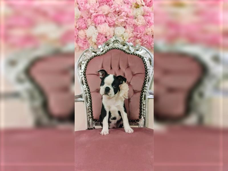 Boston Terrier Welpen zu verkaufen Hailey