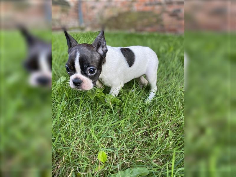 Boston Terrier Welpen