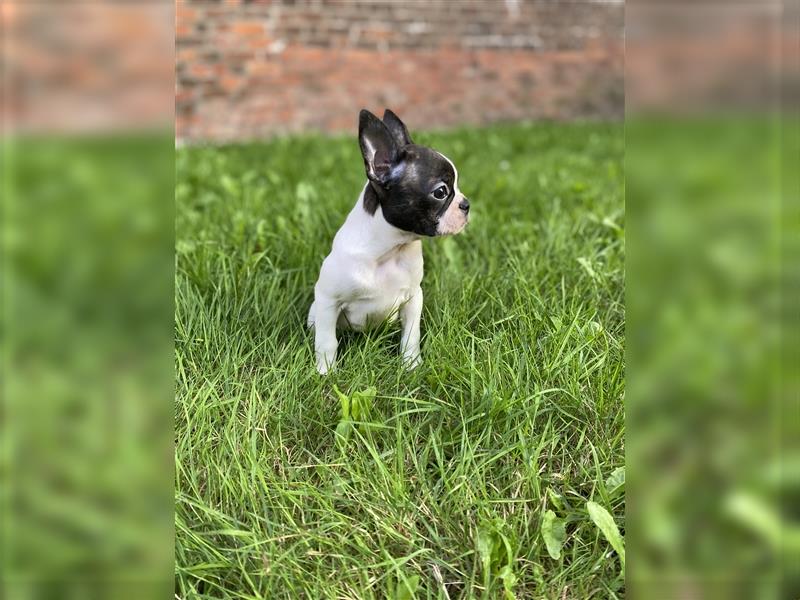 Boston Terrier Welpen