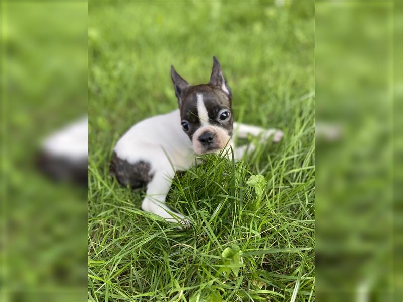 Boston Terrier Welpen