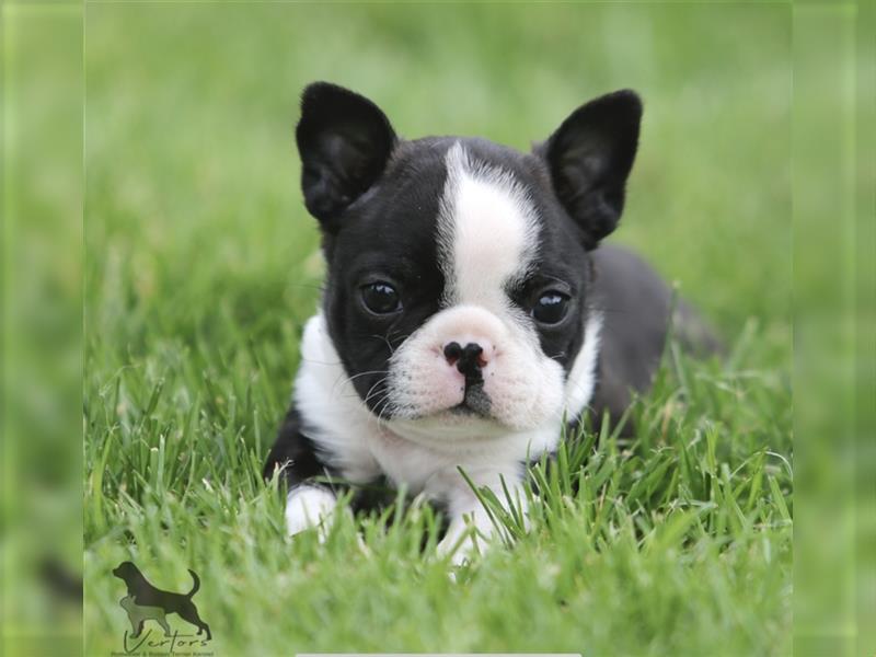 Boston Terrier Welpen Sachsen-Anhalt