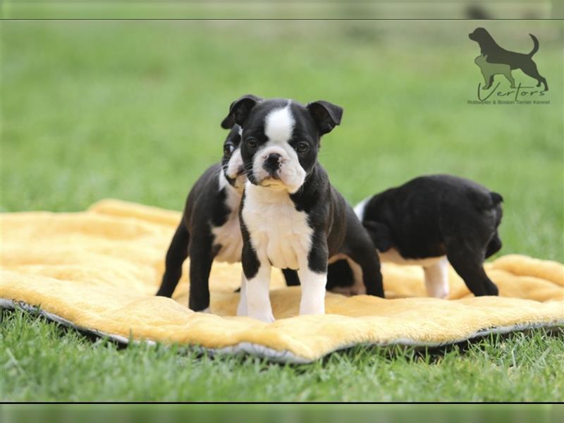 Boston Terrier Welpen Sachsen-Anhalt