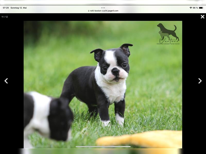 Boston Terrier Welpen Sachsen-Anhalt