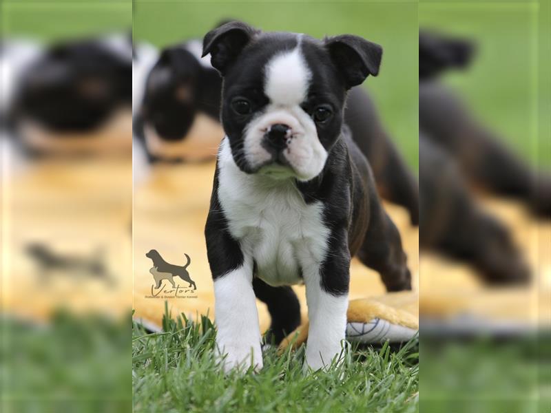 Boston Terrier Welpen Sachsen-Anhalt