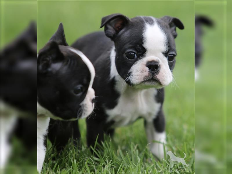 Boston Terrier Welpen Sachsen-Anhalt