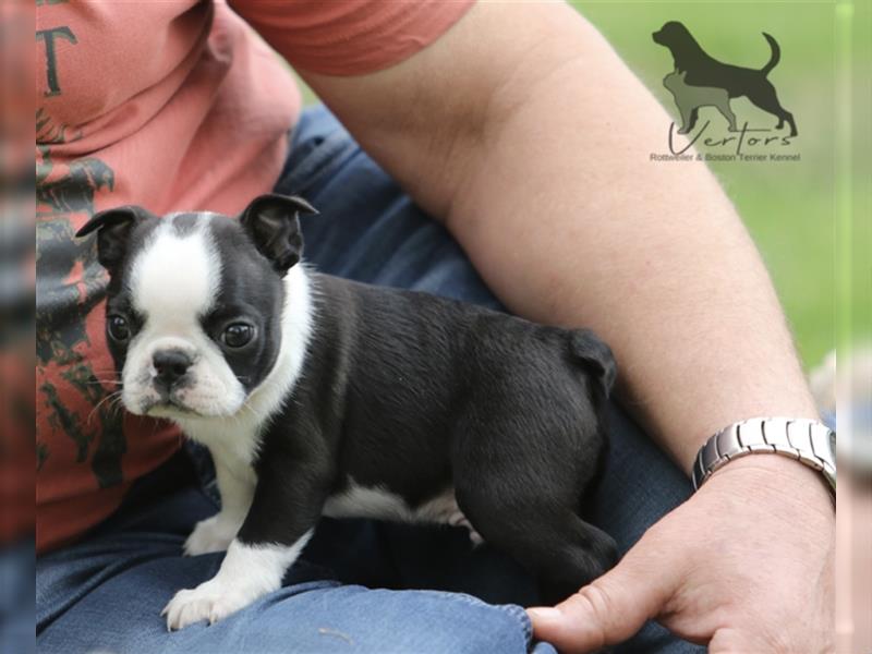 Boston Terrier Welpen Sachsen-Anhalt