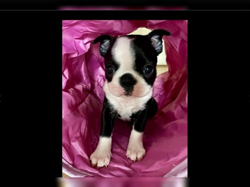 Boston Terrier Welpen Sachsen-Anhalt