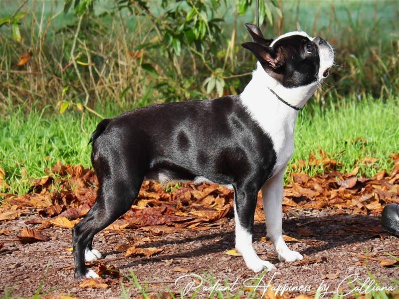 Boston Terrier Welpen Sachsen-Anhalt