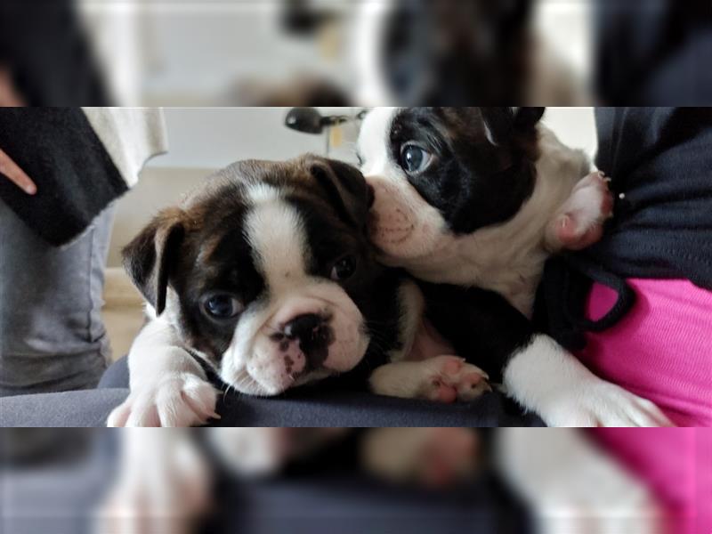 VDH Zucht 2 zuckersüße Boston Terrier Rüden zu verkaufen