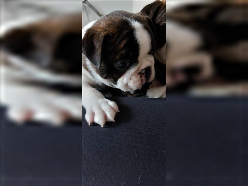 VDH Zucht 2 zuckersüße Boston Terrier Rüden zu verkaufen