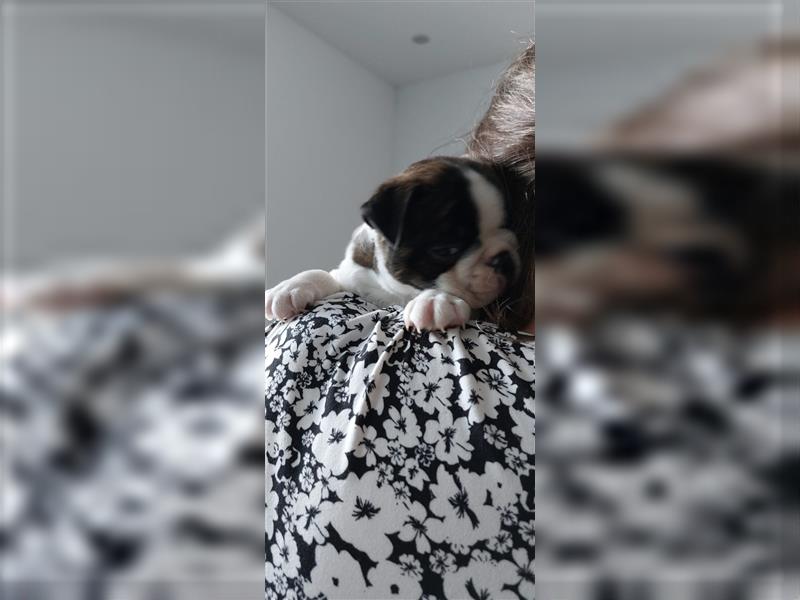 VDH Zucht 2 zuckersüße Boston Terrier Rüden zu verkaufen