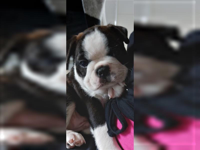 VDH Zucht 2 zuckersüße Boston Terrier Rüden zu verkaufen