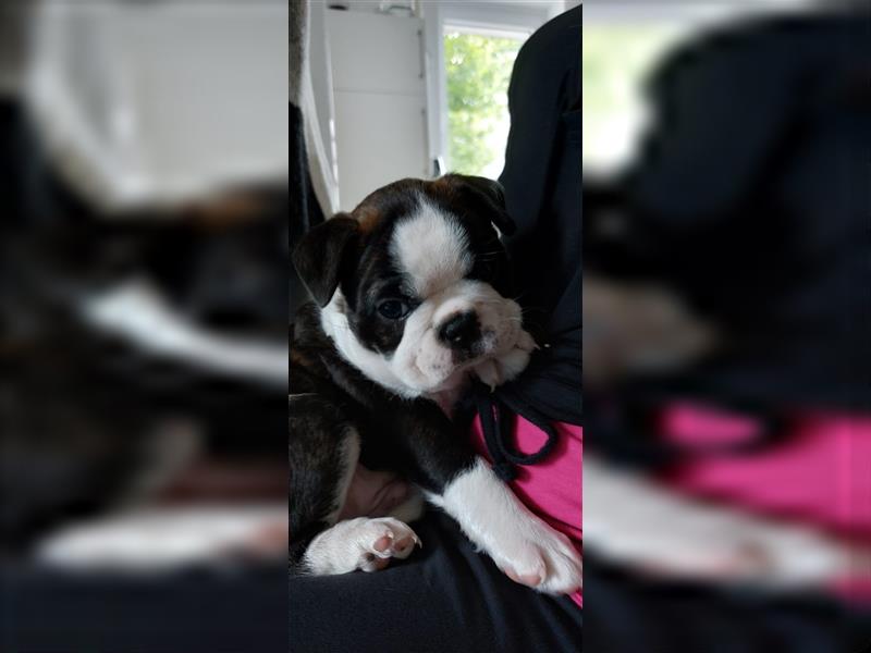 VDH Zucht 2 zuckersüße Boston Terrier Rüden zu verkaufen