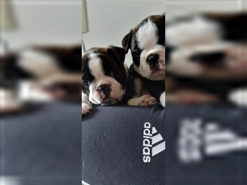 VDH Zucht 2 zuckersüße Boston Terrier Rüden zu verkaufen