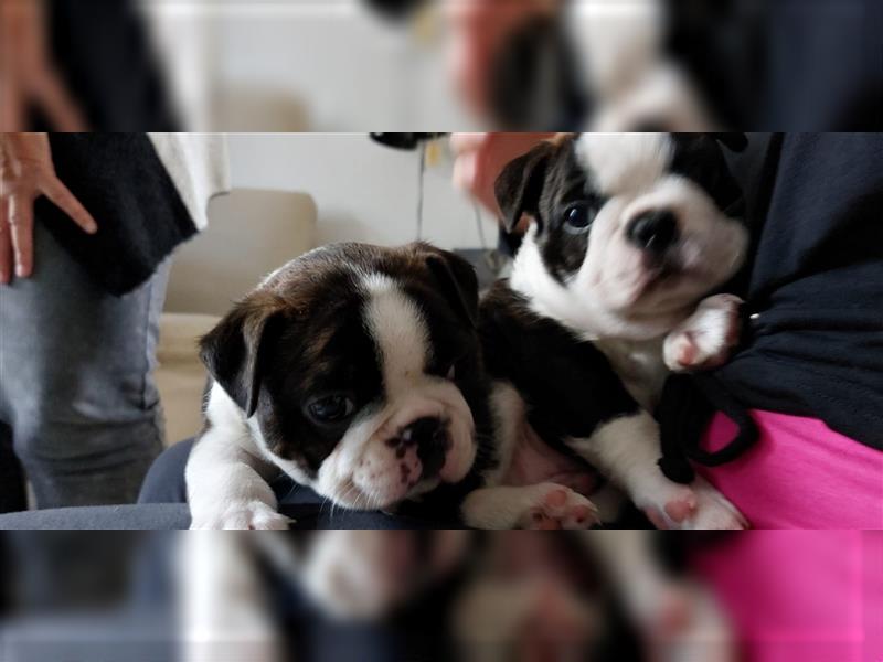 VDH Zucht 2 zuckersüße Boston Terrier Rüden zu verkaufen