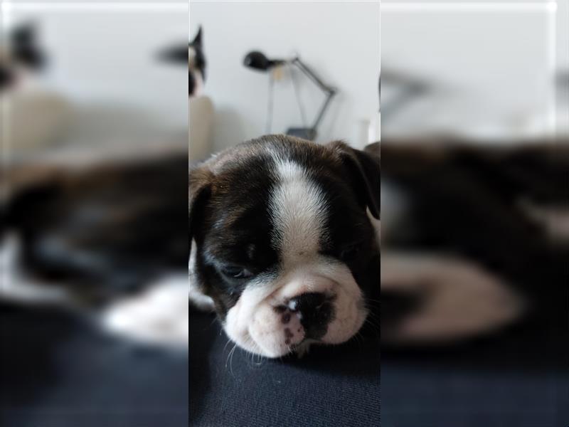 VDH Zucht 2 zuckersüße Boston Terrier Rüden zu verkaufen