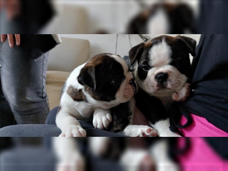 VDH Zucht 2 zuckersüße Boston Terrier Rüden zu verkaufen