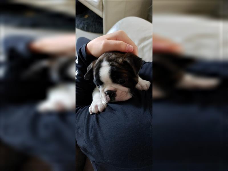 VDH Zucht 2 zuckersüße Boston Terrier Rüden zu verkaufen