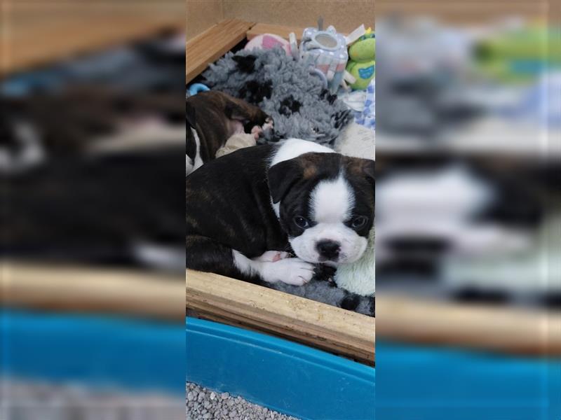 VDH Zucht 2 zuckersüße Boston Terrier Rüden zu verkaufen