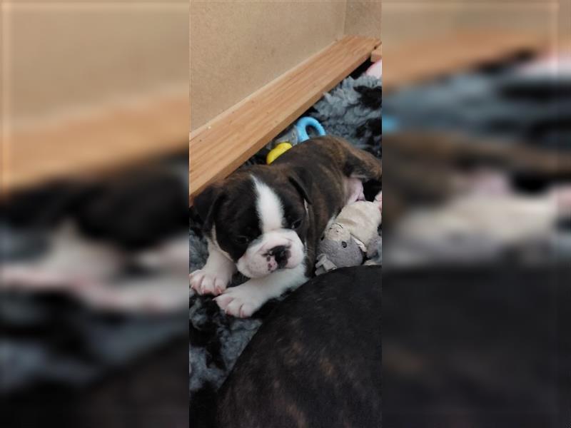 VDH Zucht 2 zuckersüße Boston Terrier Rüden zu verkaufen