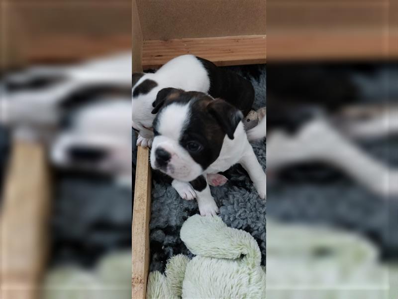 VDH Zucht 2 zuckersüße Boston Terrier Rüden zu verkaufen