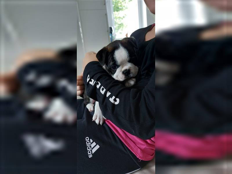 VDH Zucht 2 zuckersüße Boston Terrier Rüden zu verkaufen