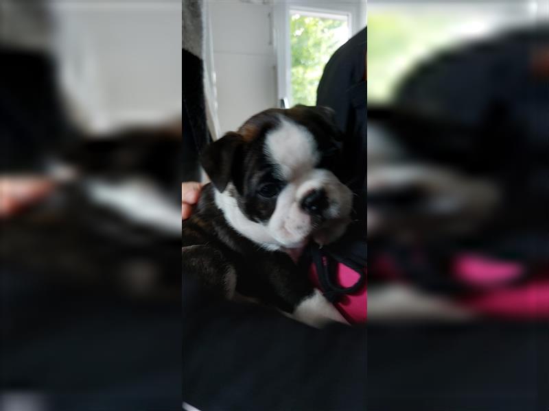 VDH Zucht 2 zuckersüße Boston Terrier Rüden zu verkaufen