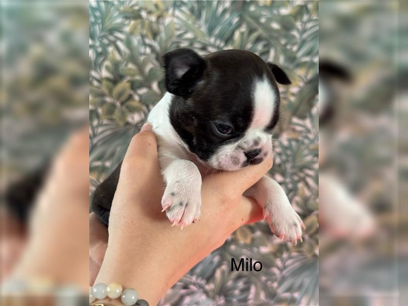 Boston Terrier Welpe Milo