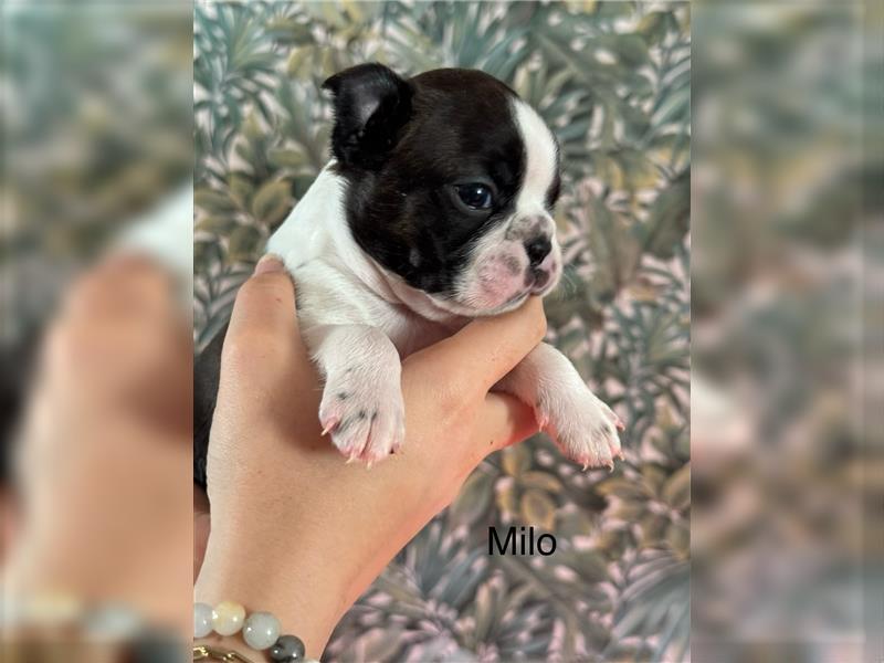 Boston Terrier Welpe Milo