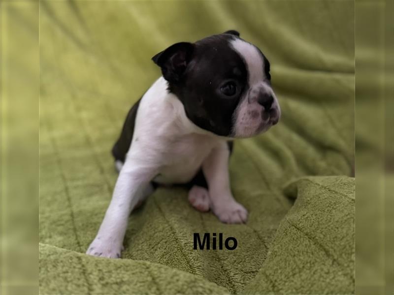 Boston Terrier Welpe Milo