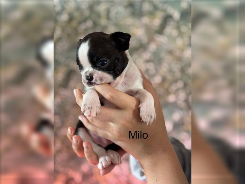 Boston Terrier Welpe Milo