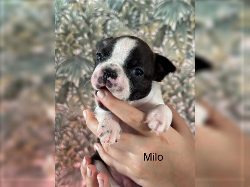 Boston Terrier Welpe Milo