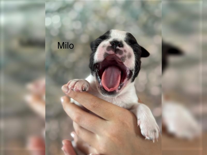 Boston Terrier Welpe Milo