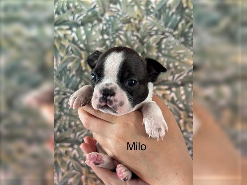 Boston Terrier Welpe Milo