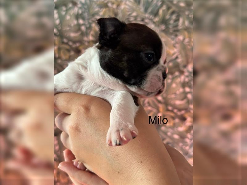 Boston Terrier Welpe Milo