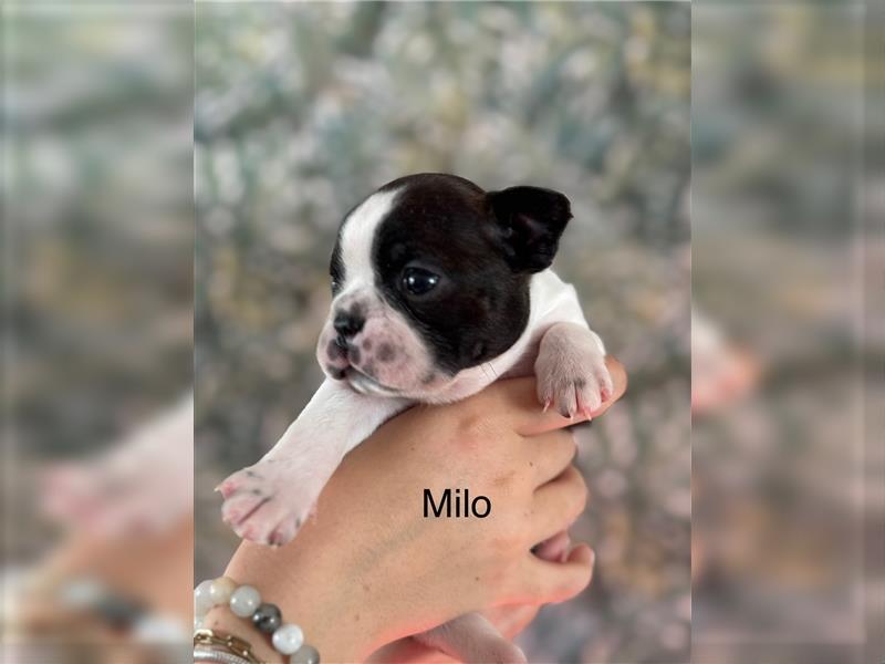 Boston Terrier Welpe Milo