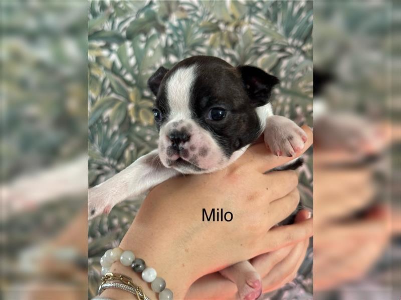 Boston Terrier Welpe Milo