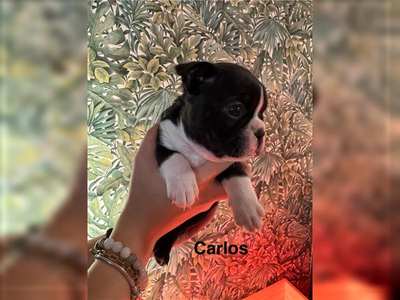 Boston Terrier Welpe Carlos