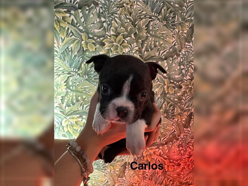 Boston Terrier Welpe Carlos