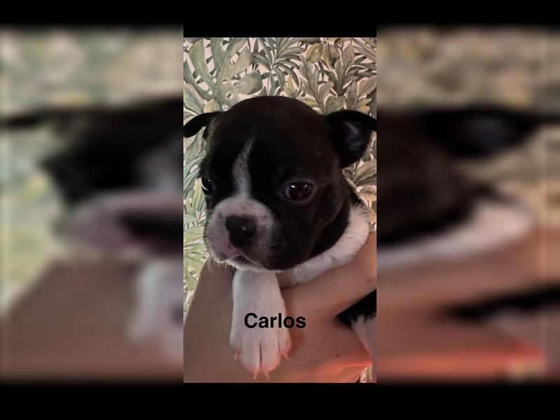 Boston Terrier Welpe Carlos