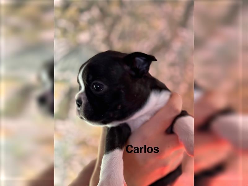 Boston Terrier Welpe Carlos