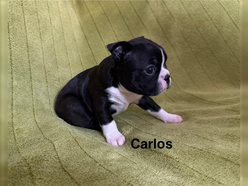 Boston Terrier Welpe Carlos