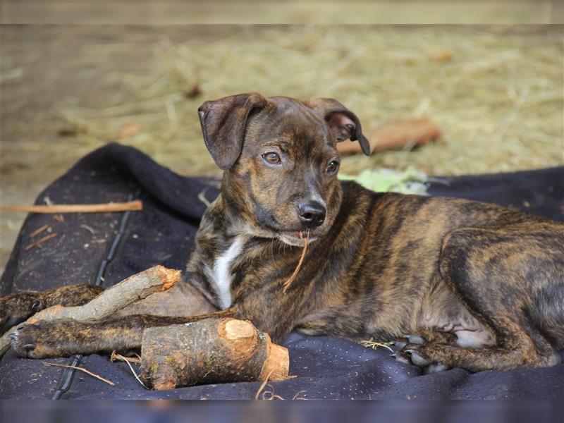 Boston Terrier X Pinscher