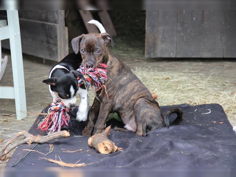 Boston Terrier X Pinscher