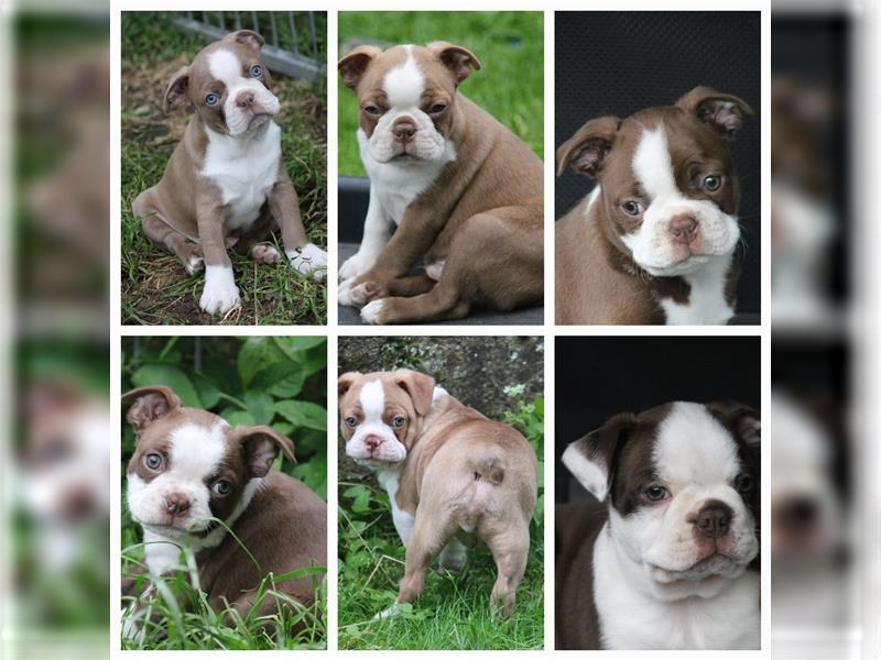 Bunte Boston Terrier