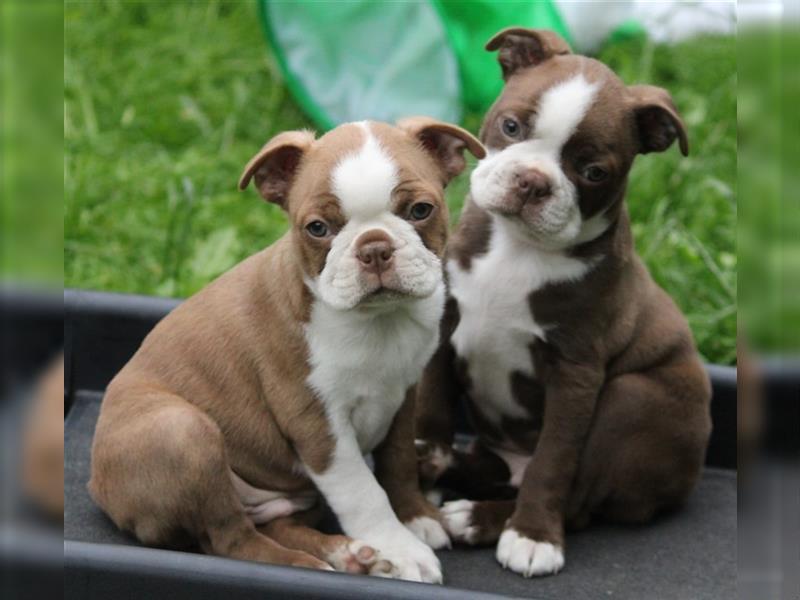 Bunte Boston Terrier