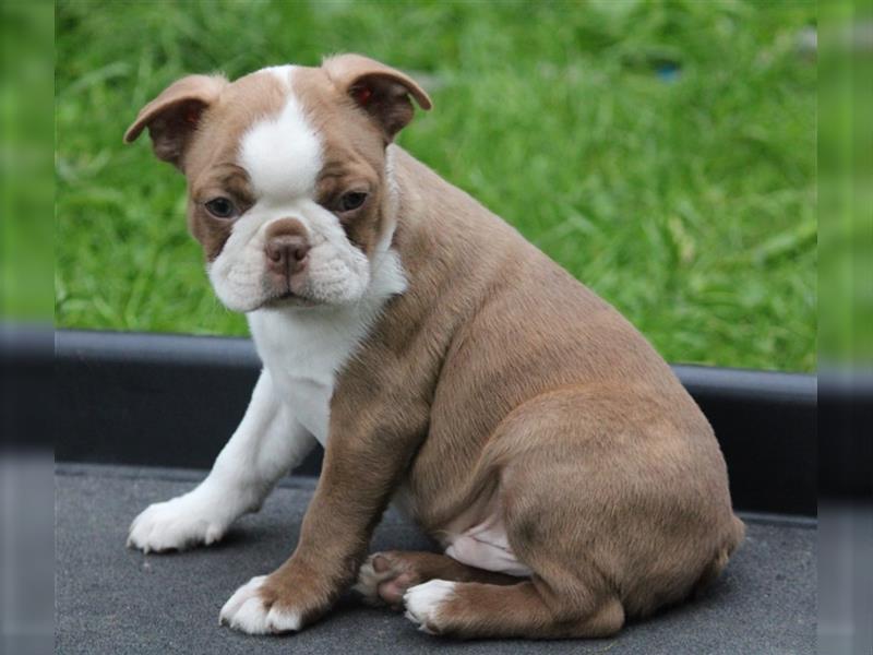 Bunte Boston Terrier